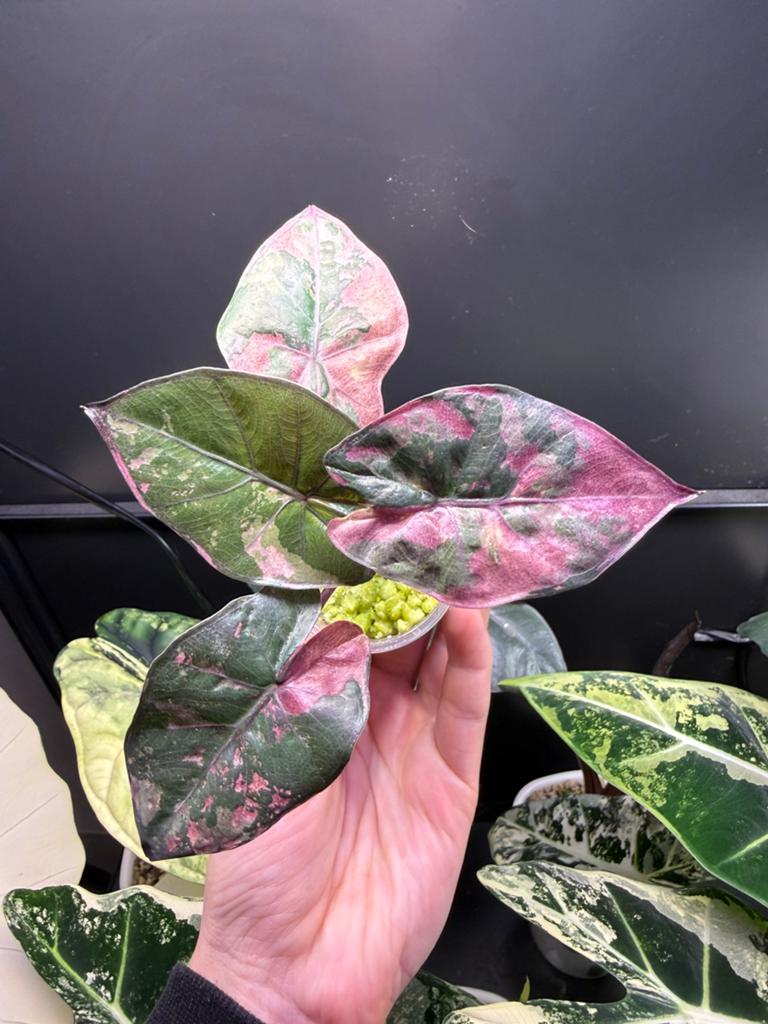 Alocasia Yucatan Princess Albo/Pink, Verzenden, Halfschaduw, Minder dan 100 cm