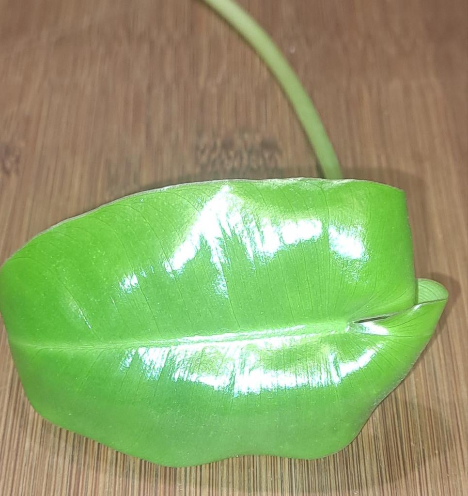 Philodendron Burle Marx, Huis en Inrichting, Kamerplanten, Ophalen of Verzenden, Halfschaduw, Minder dan 100 cm