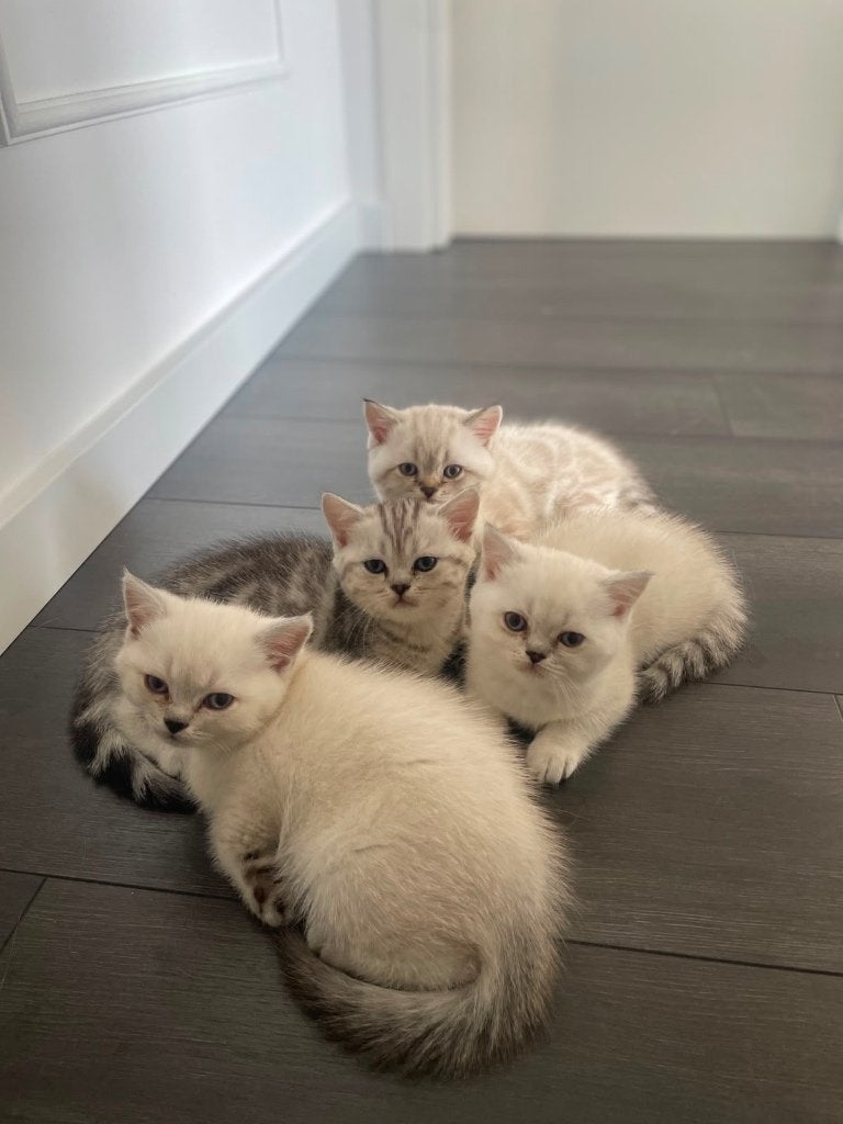 Britse korthaar kitten, Meerdere dieren, Met stamboom, 0 tot 2 jaar