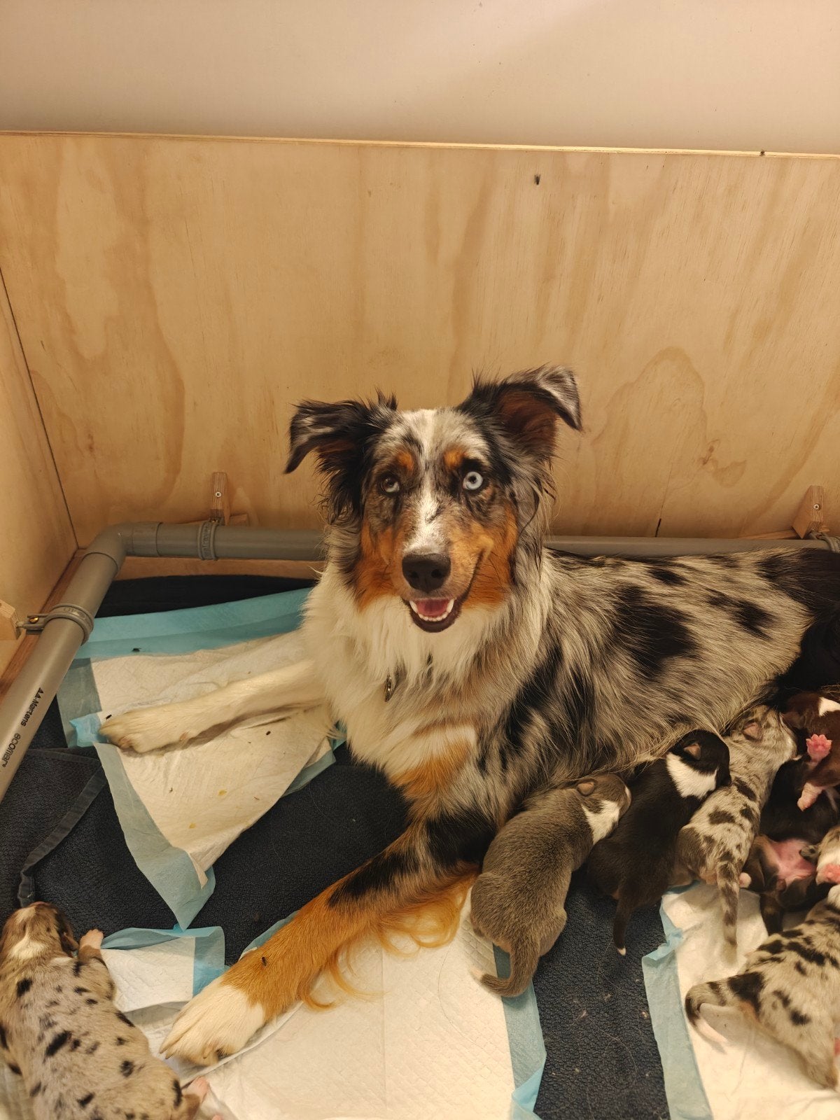 raszuivere Australische herder puppy's, Dieren en Toebehoren, Overige rassen, 8 tot 15 weken, Meerdere, Meerdere dieren
