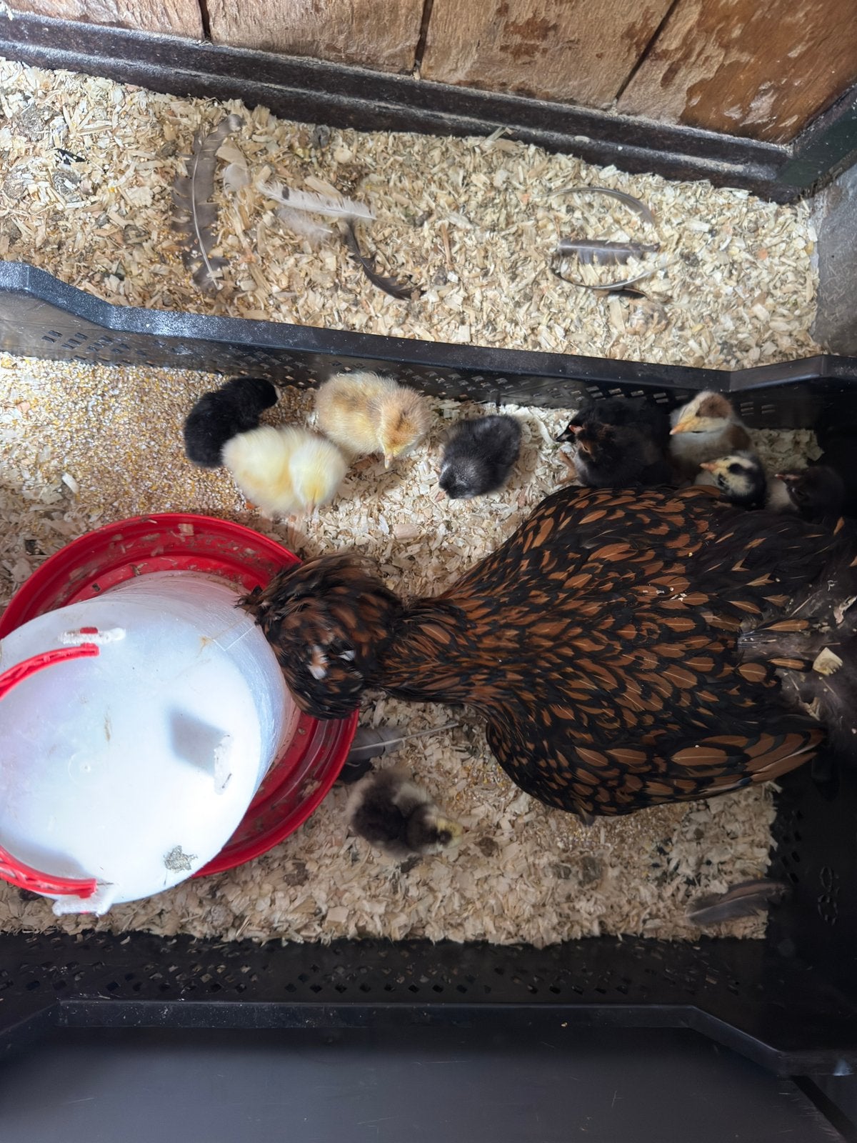 Broedeieren van mix kipjes, brahma, cochin, kuifhoen, Dieren en Toebehoren, Pluimvee, Geslacht onbekend, Kip