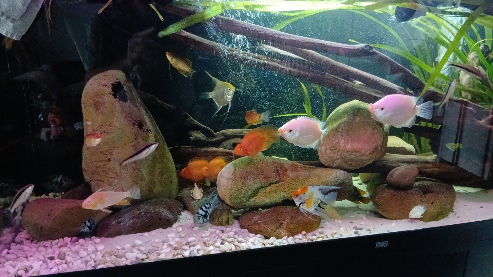 heckelii albino 8 cm jong zuid-Amerika evt ruilen, Vis
