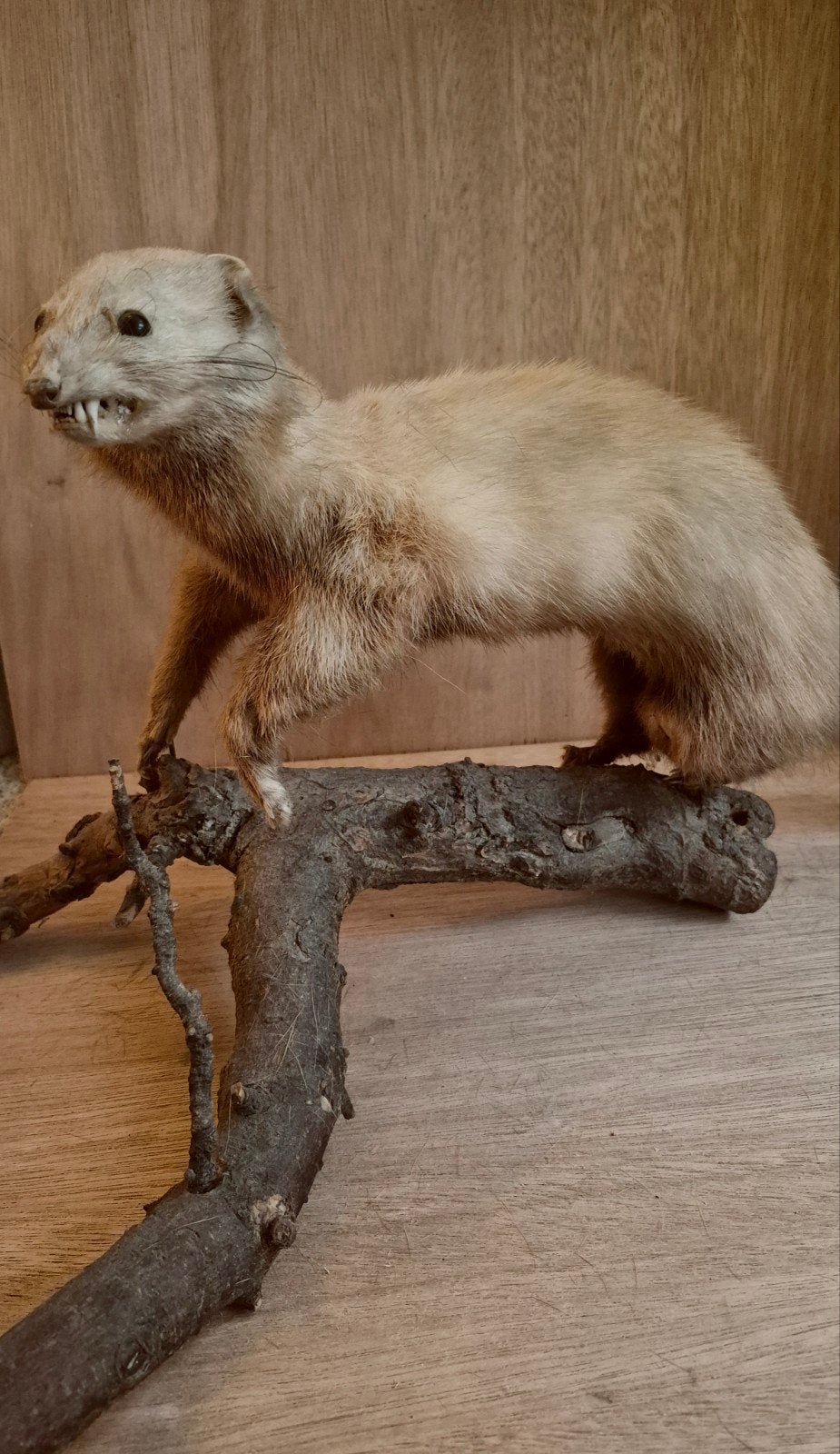 2x opgezette marter op boomstronk, taxidermie, Ophalen, Gebruikt, Wild dier, Opgezet dier
