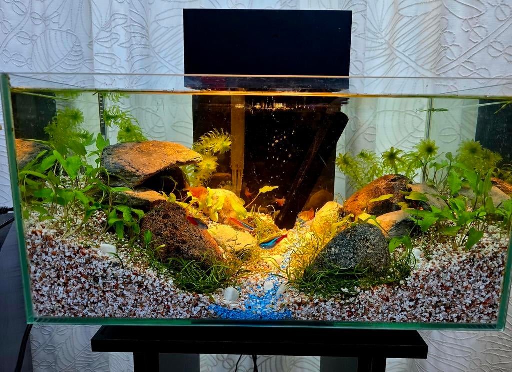 Fluval Edge 27L Aquarium – Open Top + Complete Set + Vissen, Ophalen, Zo goed als nieuw, Gevuld zoetwateraquarium