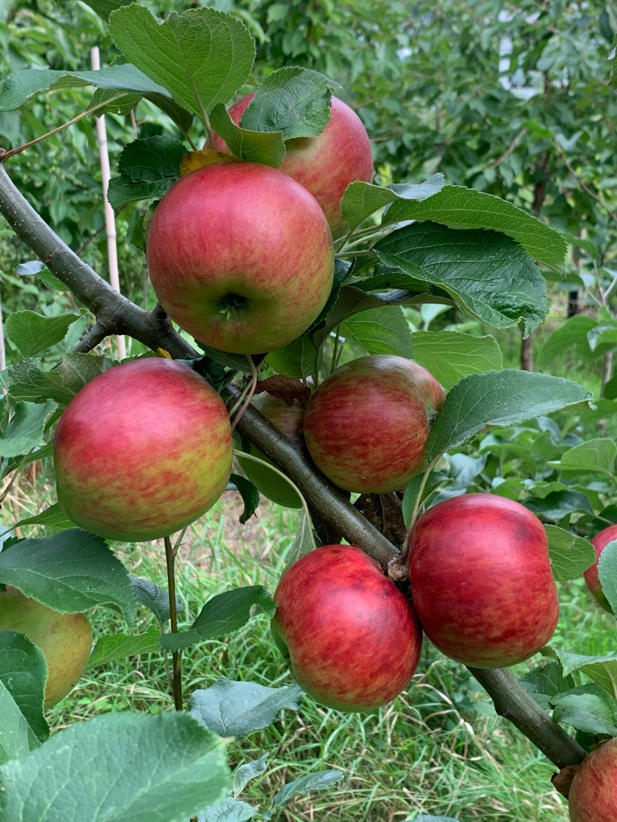 Gevraagd: appels!, Ophalen, Lente, Volle zon, Appelboom