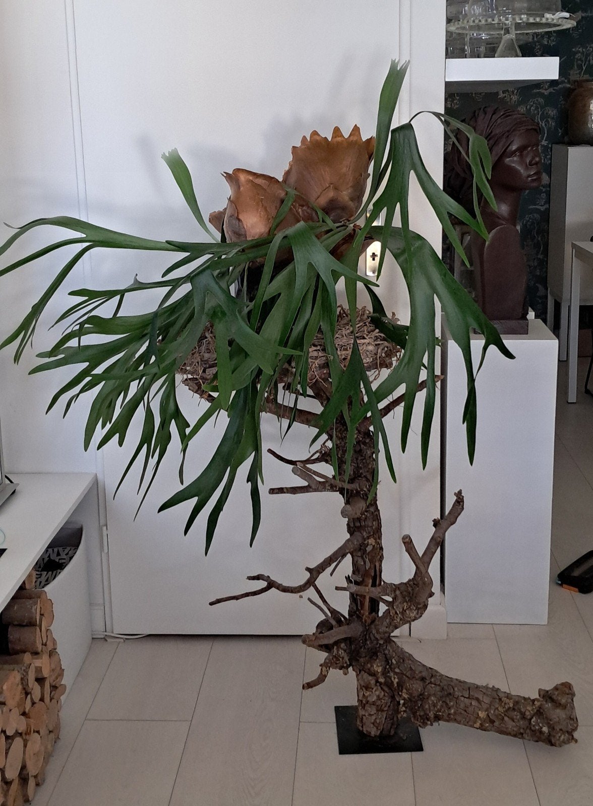 Unieke decoratieve boomstronk met  krans met bodem voor pot, Ophalen, Hout, Bruin, Landelijk