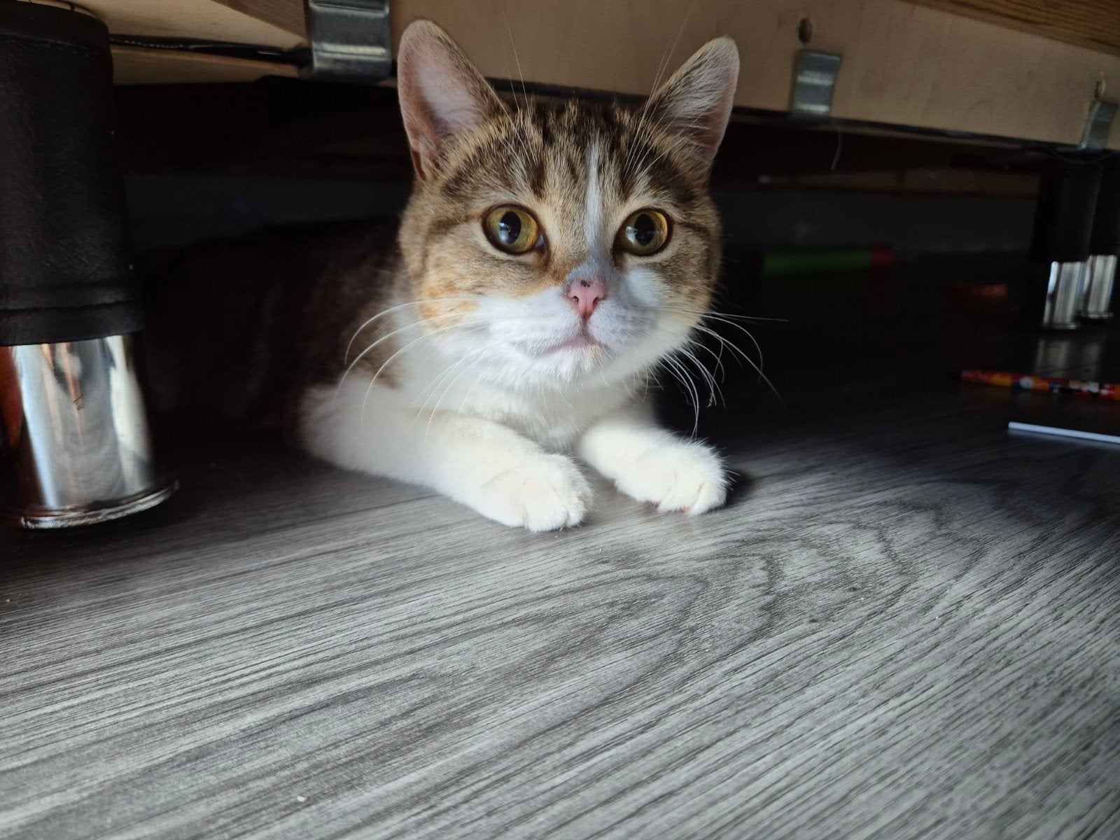 Zij is 1 jaar meisje en heel lief samen met spullen, Poes, Kortharig, 0 tot 2 jaar