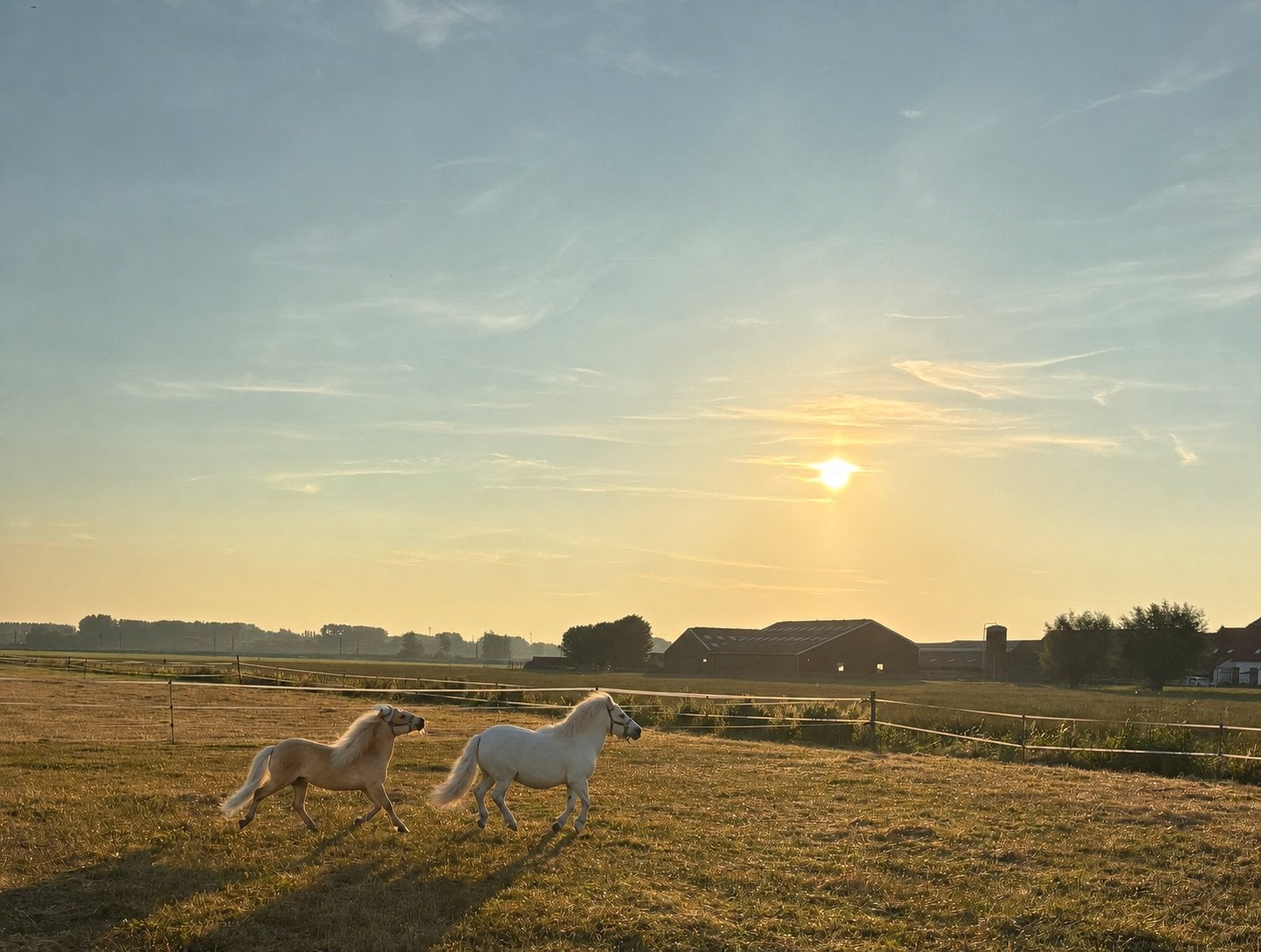 Stalling 2 kleine pony’s - Shetlanders & evt. weidegang, Stalling, 1 paard of pony