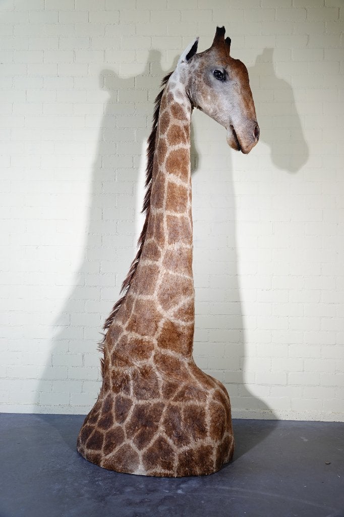 giraffe taxidermy opgezette giraffe nek uniek afrika, Ophalen, Zo goed als nieuw, Hert, Gewei of Kop