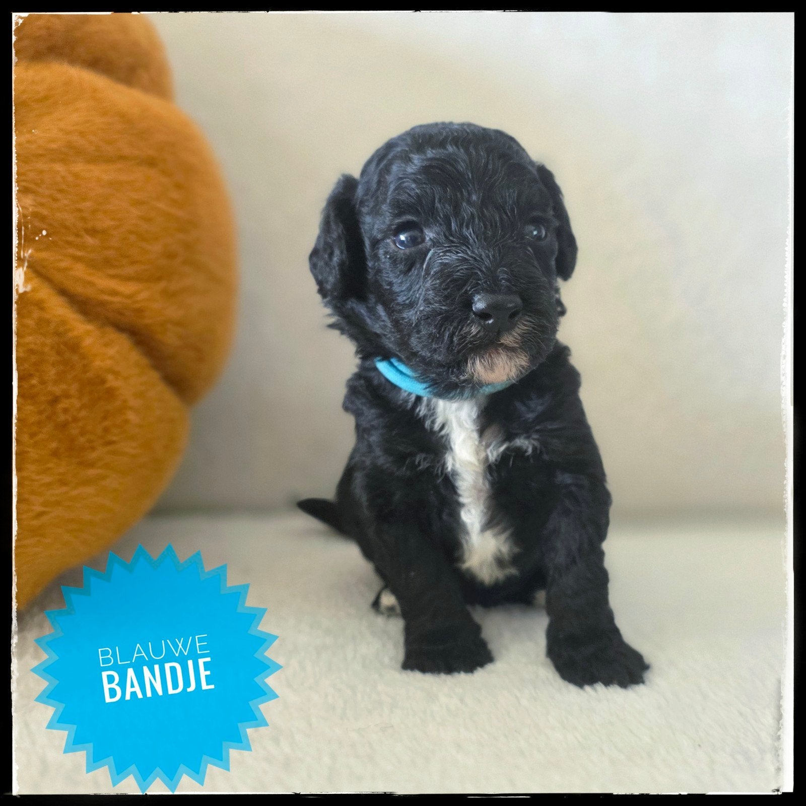 mini labradoodle pups, 8 tot 15 weken, CDV (hondenziekte), Meerdere, Nederland