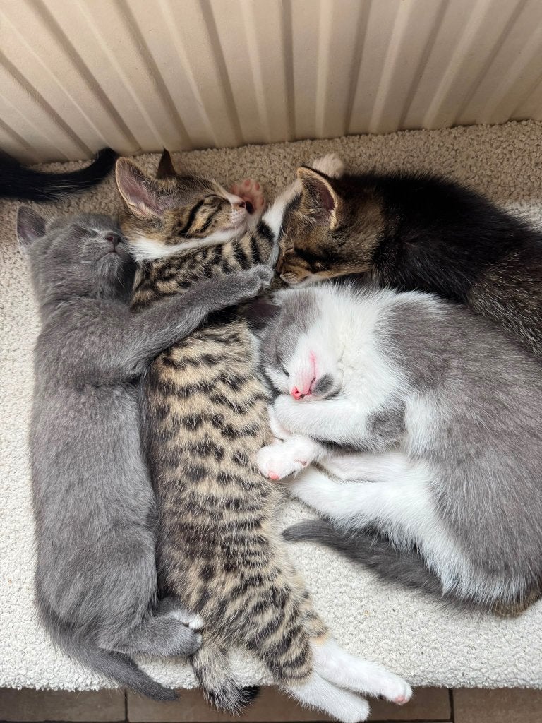 Kittens, Meerdere dieren, Kortharig, 0 tot 2 jaar