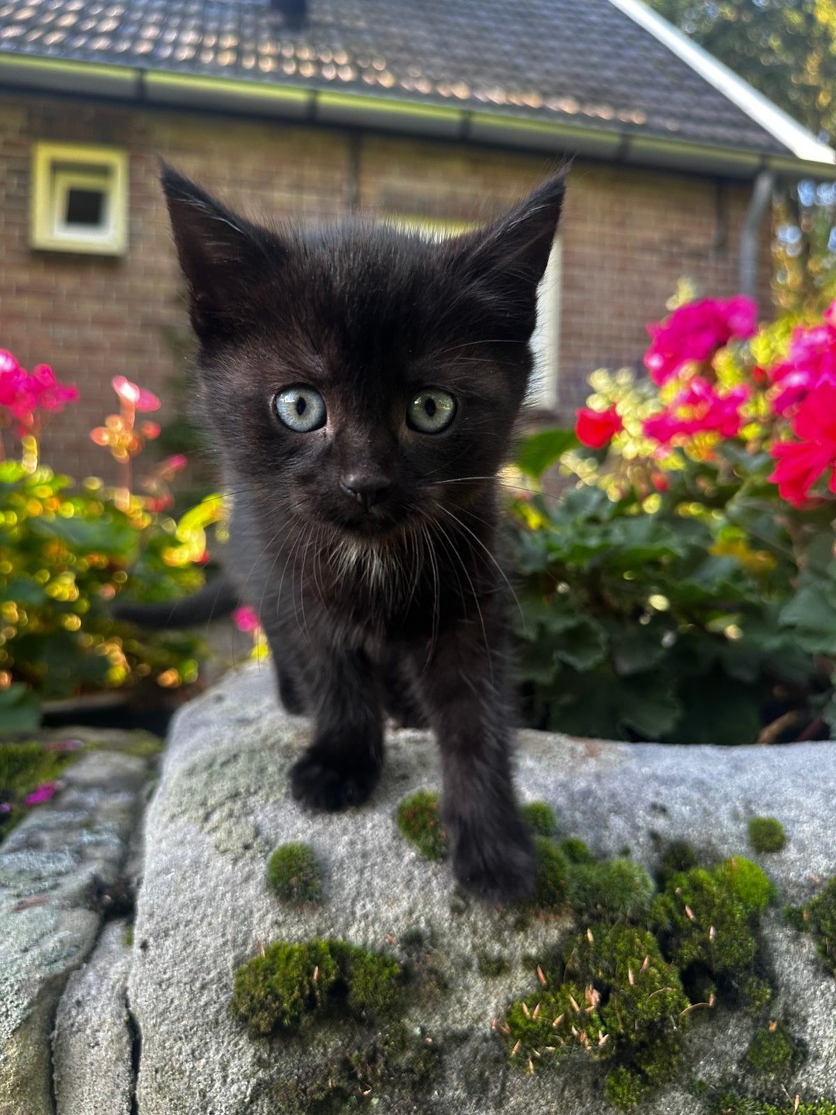 Boerderijkittens, Dieren en Toebehoren, Meerdere dieren, Kortharig, 0 tot 2 jaar