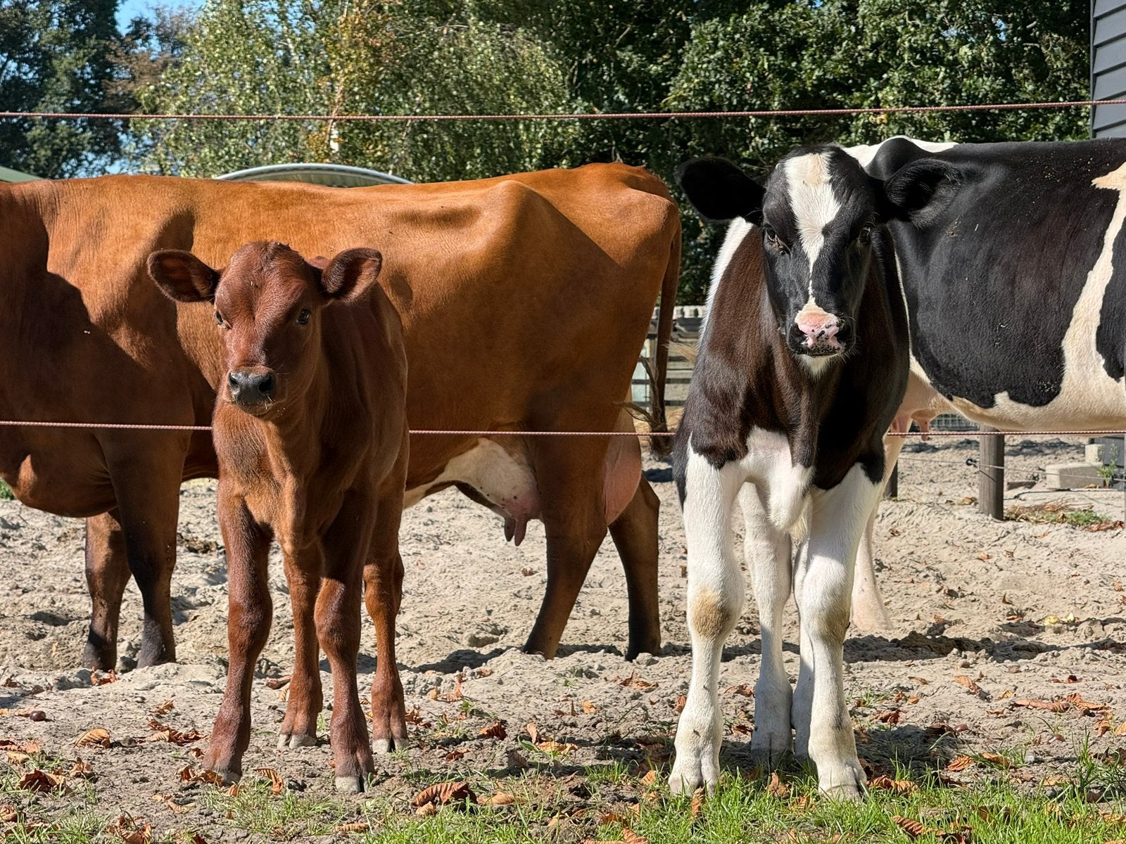 Stierkalf en vaarskalf 2 maand oud, Meerdere dieren, 0 tot 2 jaar