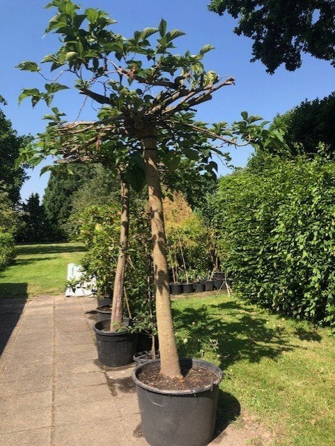 Dakmoerbei / Moerbei boom , staan in de kuip . 2 stuks ,, Tuin en Terras, 100 tot 250 cm, Dakboom, Zomer, Ophalen