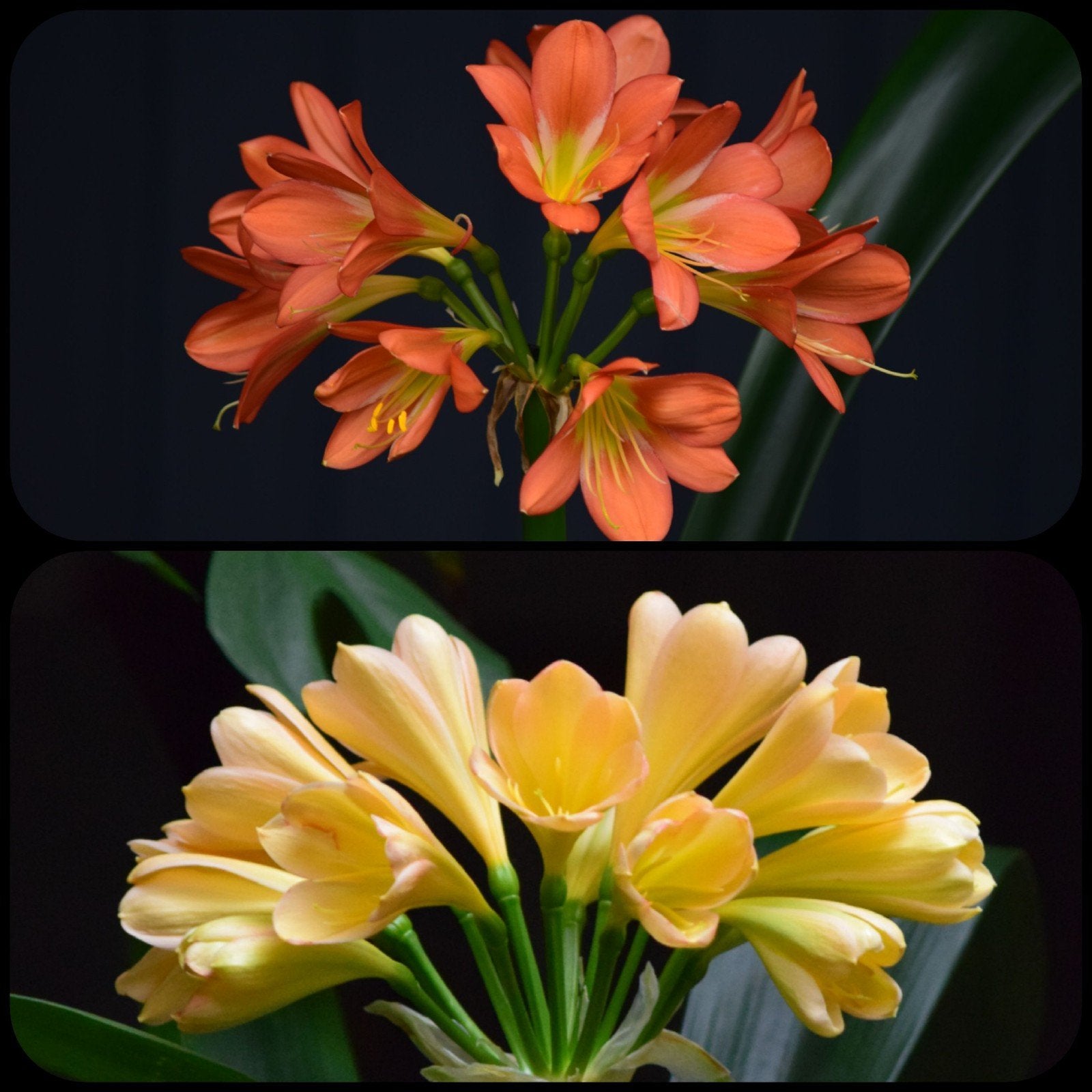 Clivia kruising Copper Green x Yellow Peach. Mooie plant., Bloeiende kamerplant, Ophalen of Verzenden, Volledige schaduw, Minder dan 100 cm