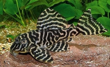 pleco L333, Vis