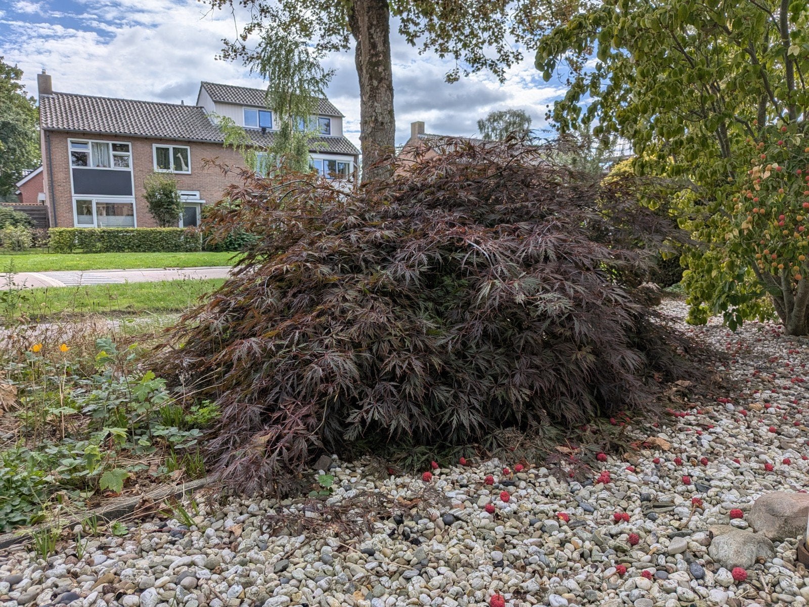 Japanse esdoorn, Tuin en Terras, Ophalen