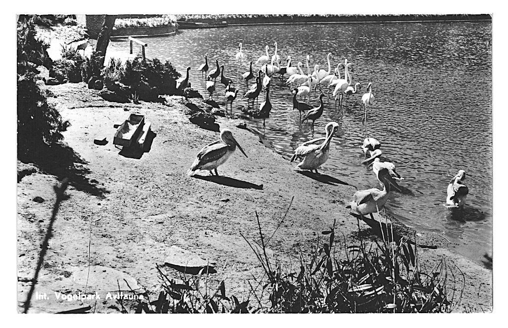 947312	Alphen	a d Rijn	Avifauna Dierentuin 1950	Onbeschreven, Ophalen of Verzenden, 1940 tot 1960, Ongelopen, Zuid-Holland