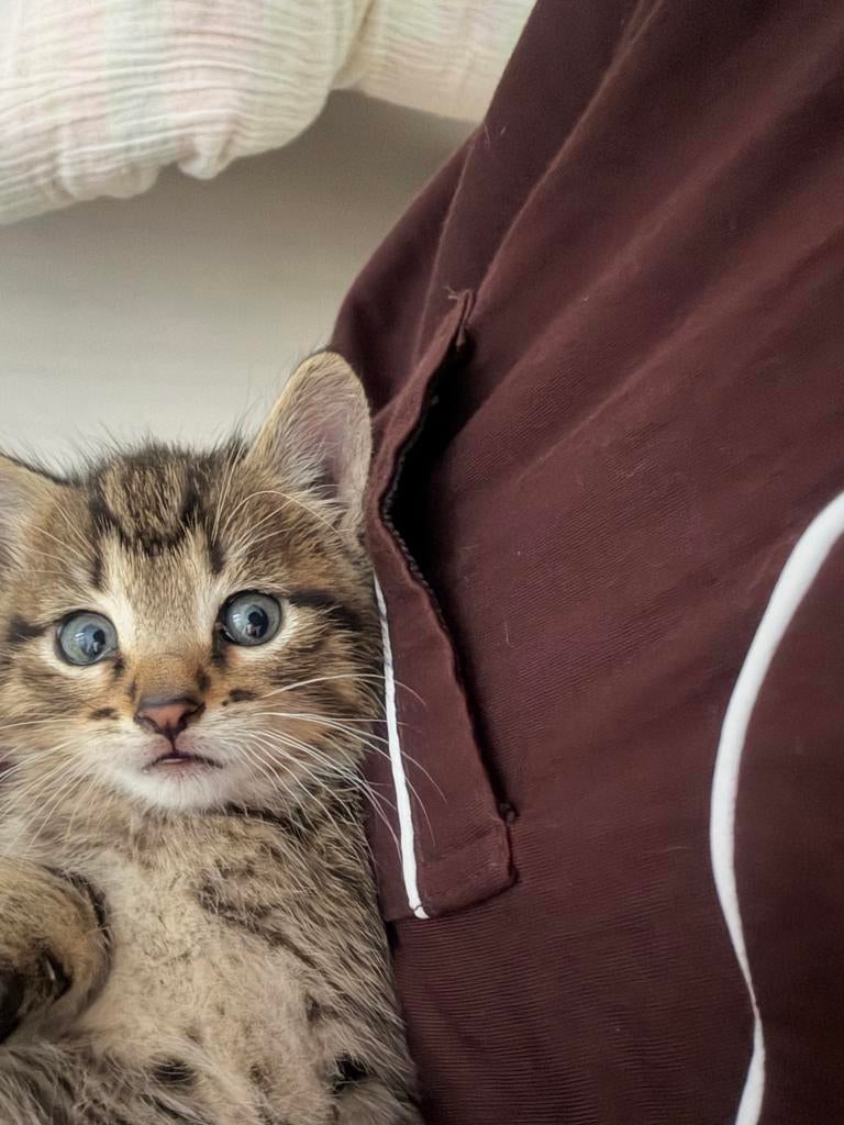 Kitten 7 weken, Poes