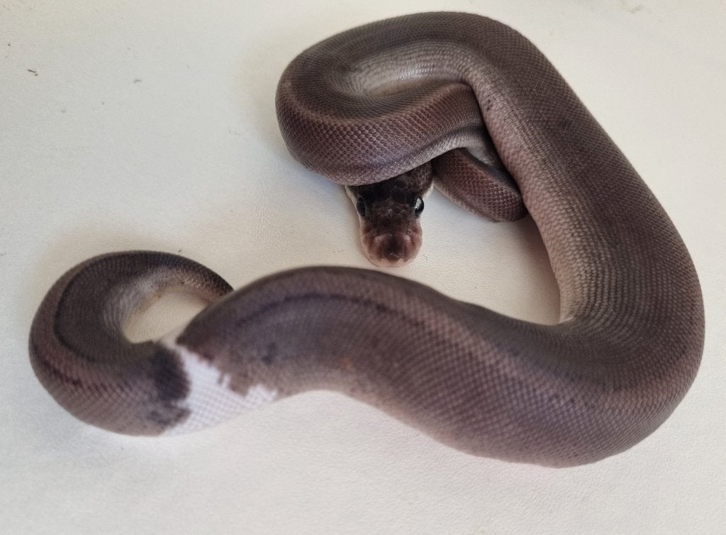 0.1 8 ball ( clown gravel spotnose ) koningspython Ball Python photo 2