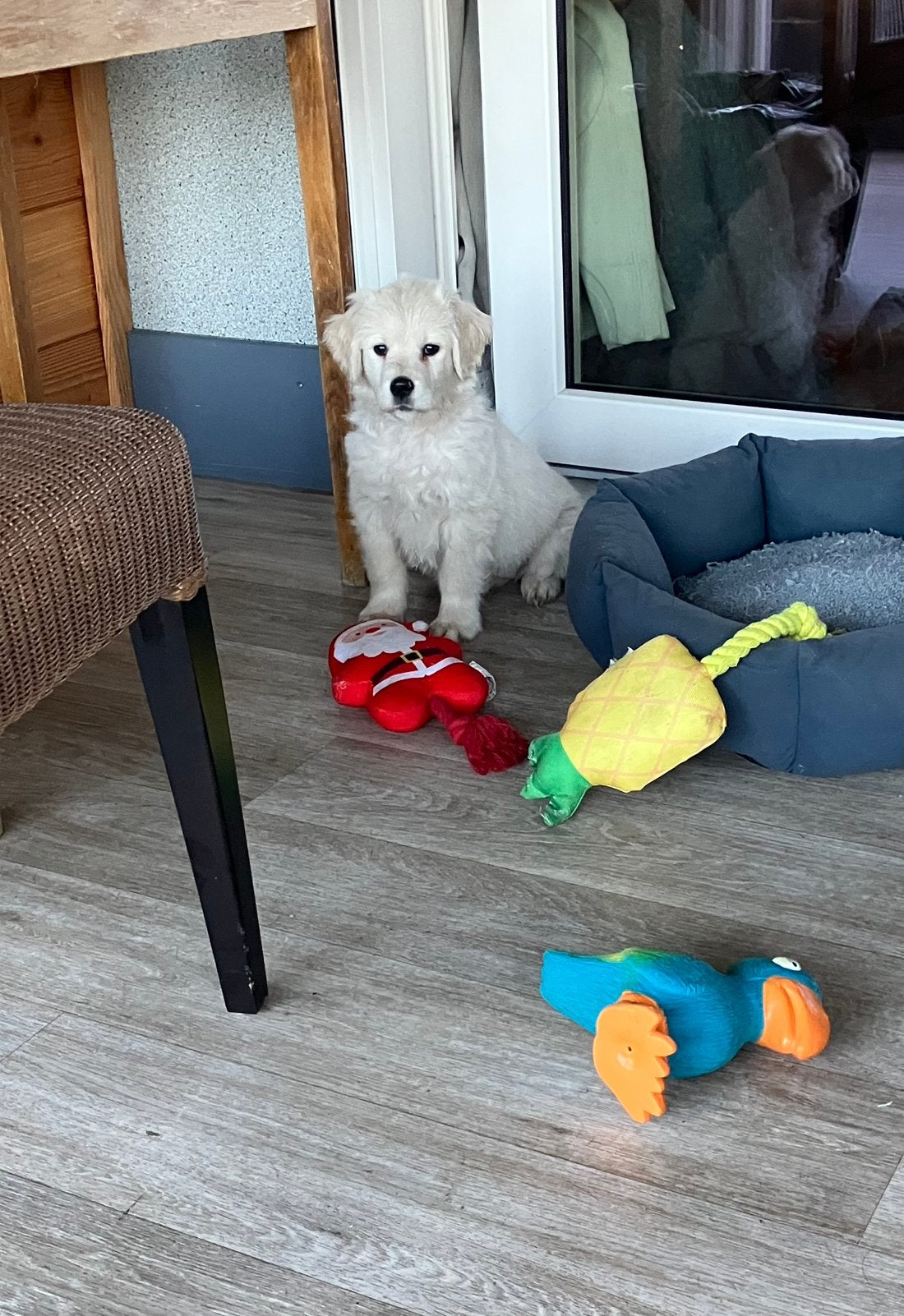 Golden retriever pup, Dieren en Toebehoren, Overige rassen, CDV (hondenziekte), 8 tot 15 weken, Teef
