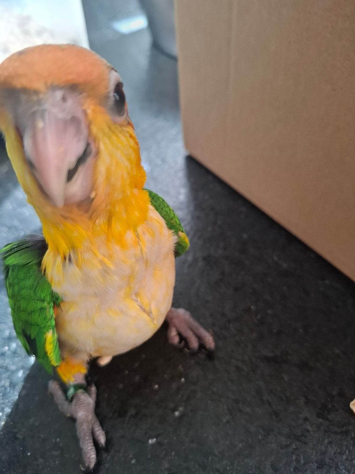 jonge groendij en roeskop caique s baby s, Dieren en Toebehoren, Geslacht onbekend, Papegaai, Geringd