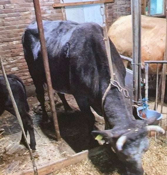 2 guste blauwe koeienLuxe dikbil stier,geboren:17–6-25., Dieren en Toebehoren, Mannelijk