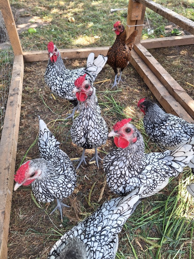 Sebright krielen toom hanen hennen, Meerdere dieren, Kip