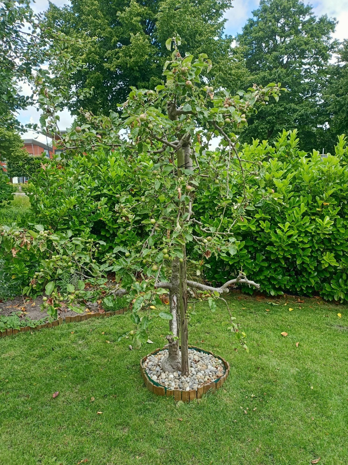 Jonge Appel en kersen boompjes, Tuin en Terras, Ophalen, Lente, Volle zon, Overige soorten