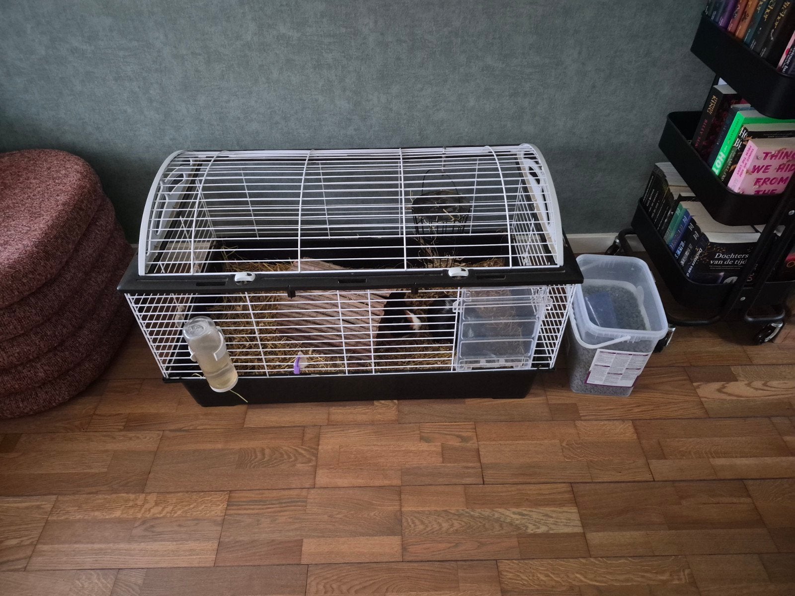 Cavia's te koop met toebehoren., Cavia, Februari, Vrouwelijk, Tam