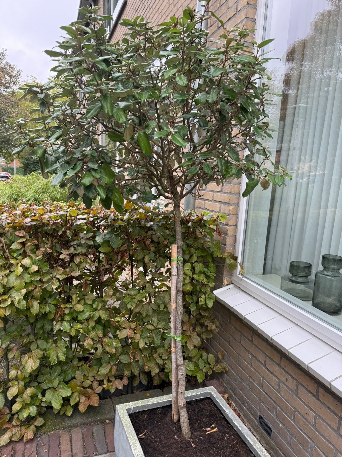 Olijf wilg, Overige soorten, 100 tot 250 cm, Zomer, Ophalen