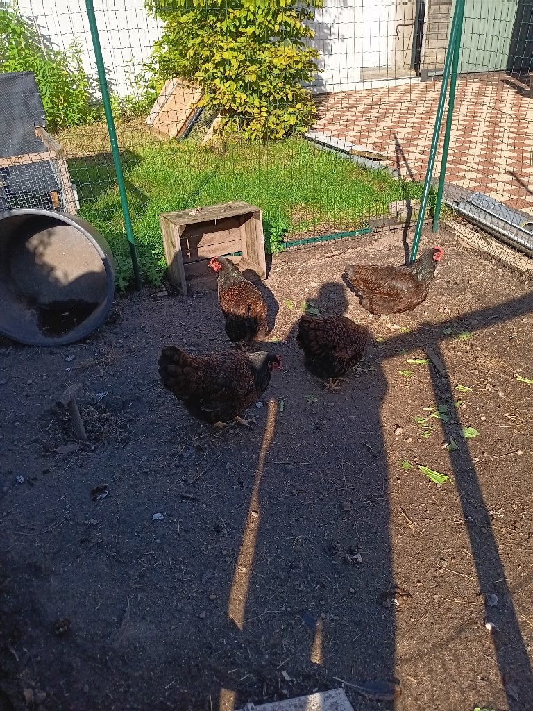 Kippen, Dieren en Toebehoren, Vrouwelijk, Kip
