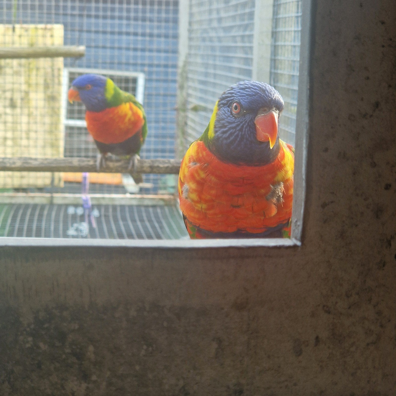 bieden:, Dieren en Toebehoren, Meerdere dieren, Papegaai, Geringd