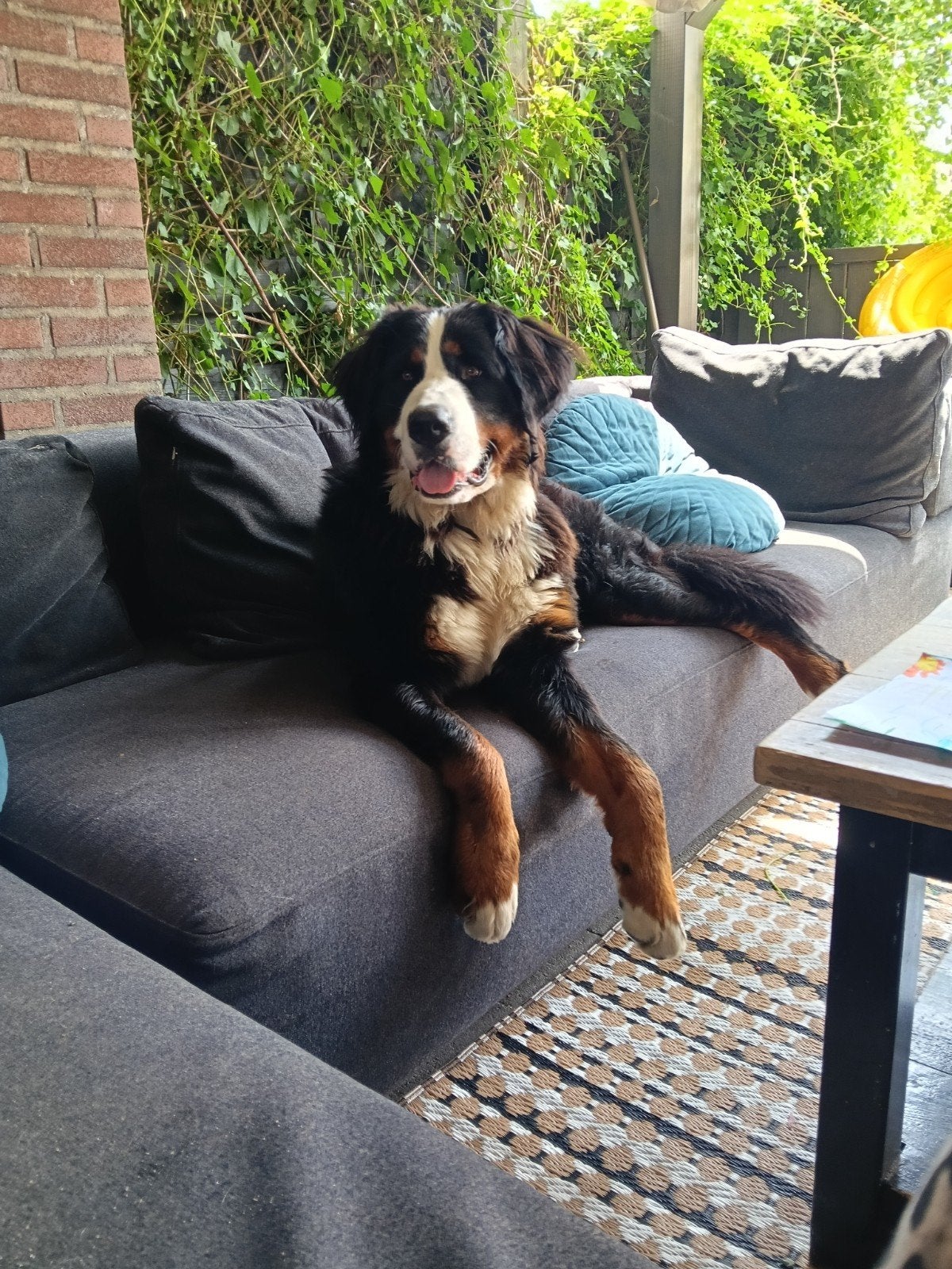 lieve Berner sennen, 1 tot 2 jaar, Teef, Parvo, Eén hond
