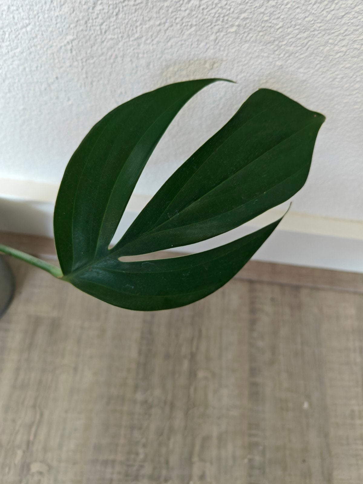 Philodendron Dragontail stekken, Ophalen of Verzenden