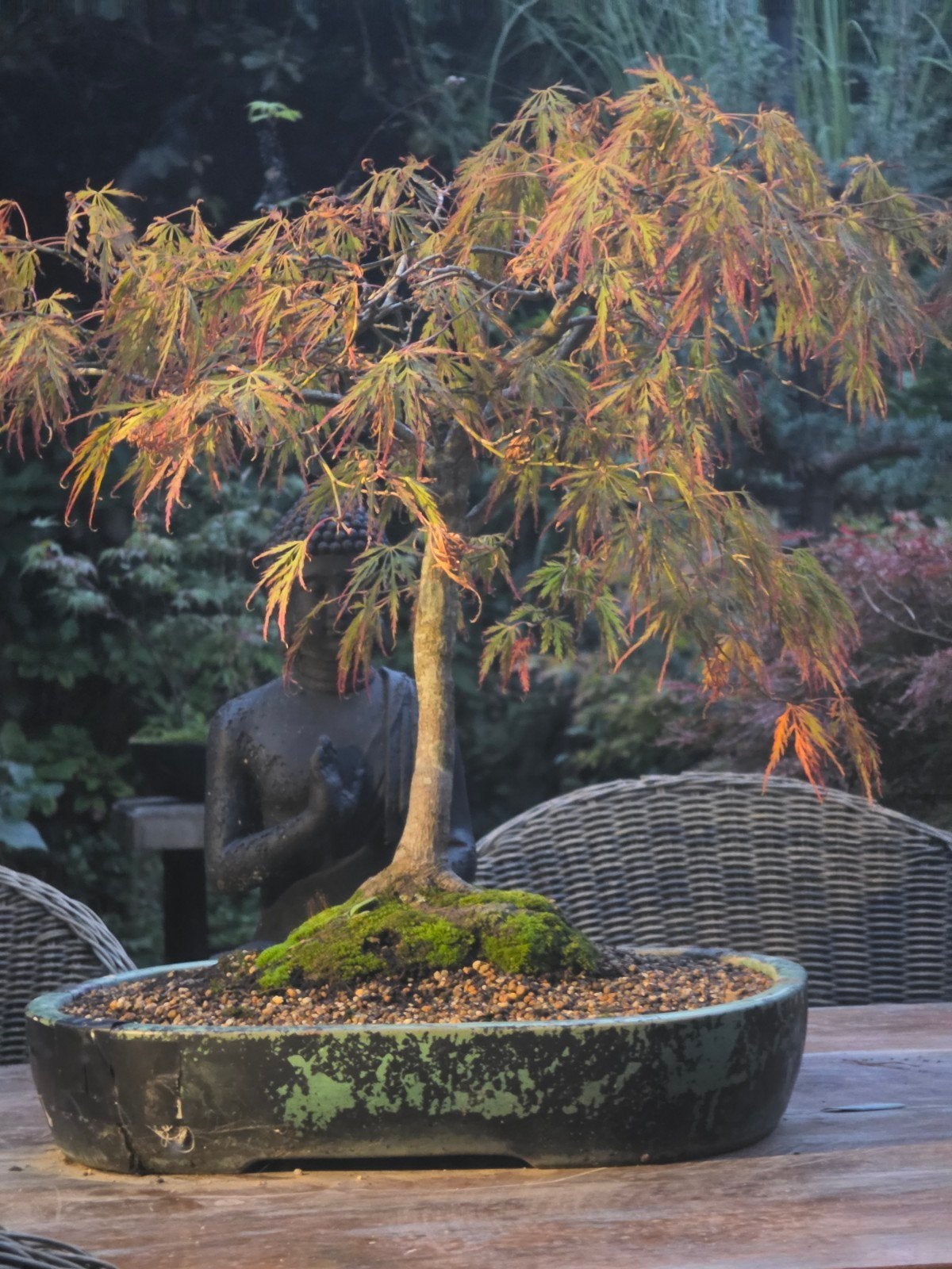 bonsai acer palmatum 20 jaar 60x70(hxb), Tuin en Terras, Ophalen, Bloeit niet, Halfschaduw, Overige soorten