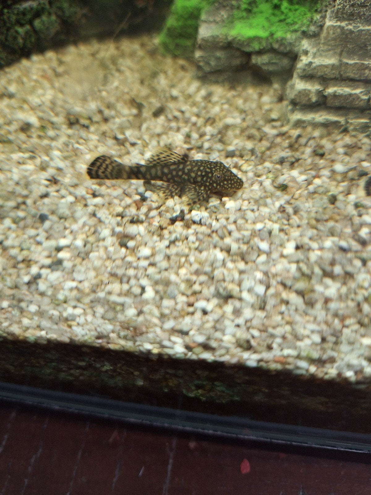 Borstelneus (Ancistrus cirrhosus) uit eigen kweek, Dieren en Toebehoren, Vis, Zoetwatervis