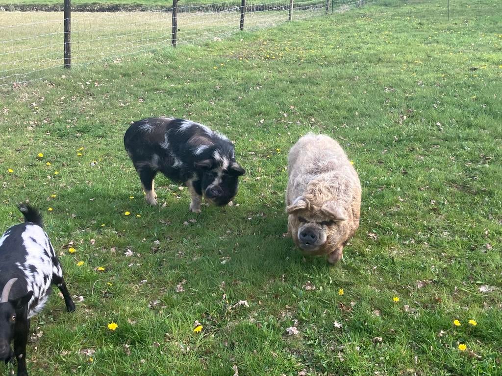 Kune kune varkens, Dieren en Toebehoren, Vrouwelijk, Varken