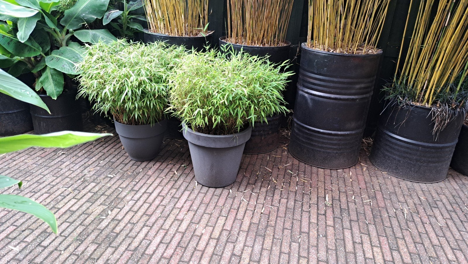 bamboe, Ophalen, Bloeit niet, Overige soorten, Halfschaduw