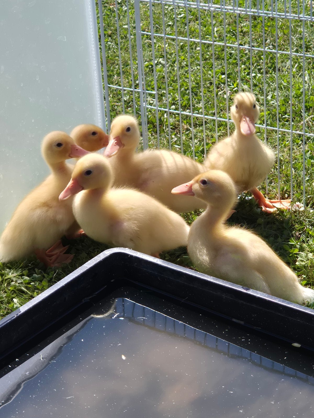 witte kwakertjes, Meerdere dieren, Eend