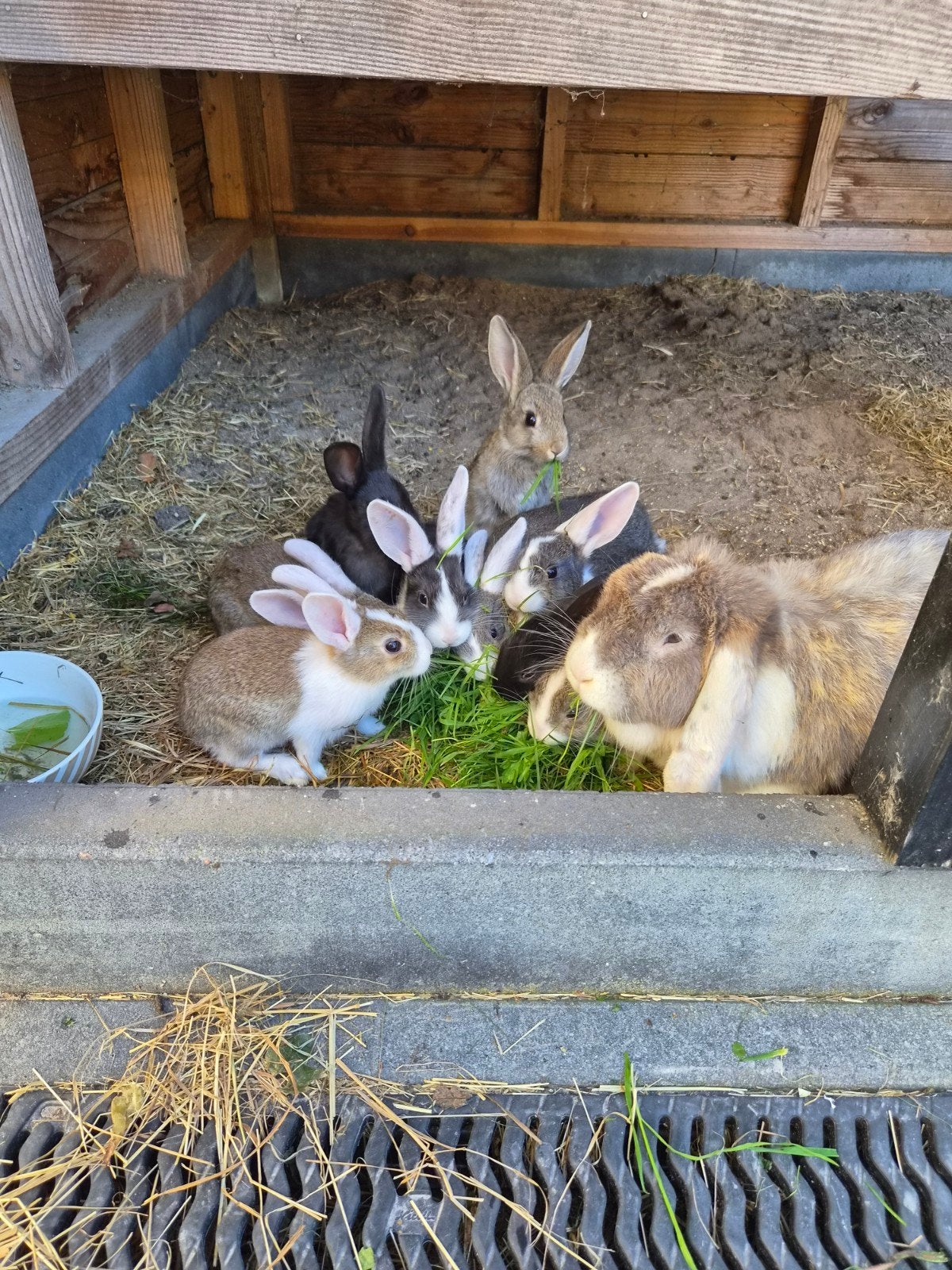 Superlieve Franse Hangoor kruising jonge konijntjes, Augustus, Meerdere dieren, Overige typen, Tam