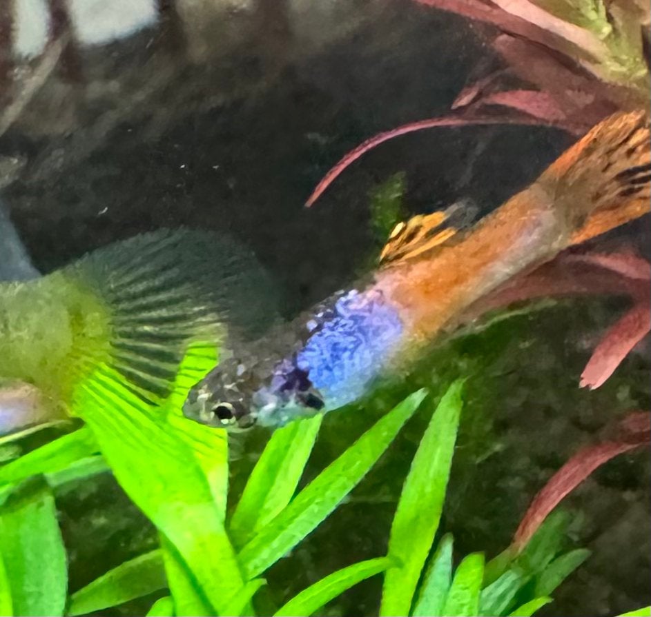 Pink Tiger  Endler guppy, Vis