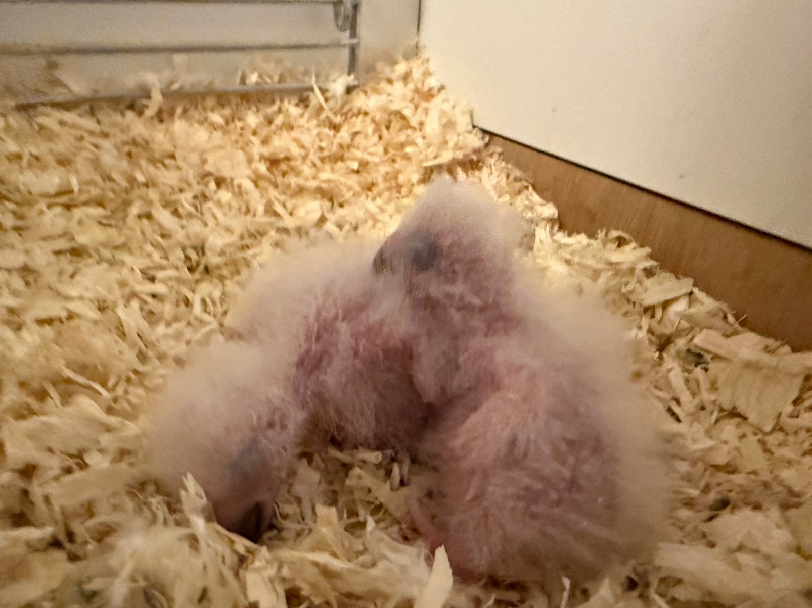 Baby grijze roodstaart papegaai (te reserveren), Geslacht onbekend, Papegaai