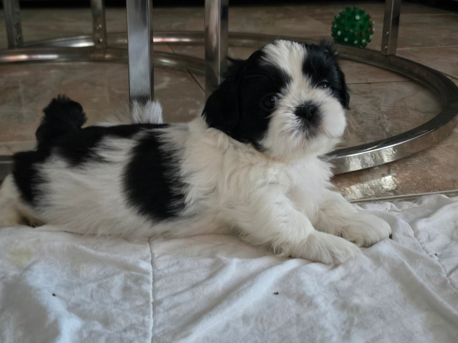 Beschikbaar  raszuivere shih-tzu pups, Dieren en Toebehoren, Honden | Chihuahua's en Gezelschapshonden, Parvo, Overige rassen