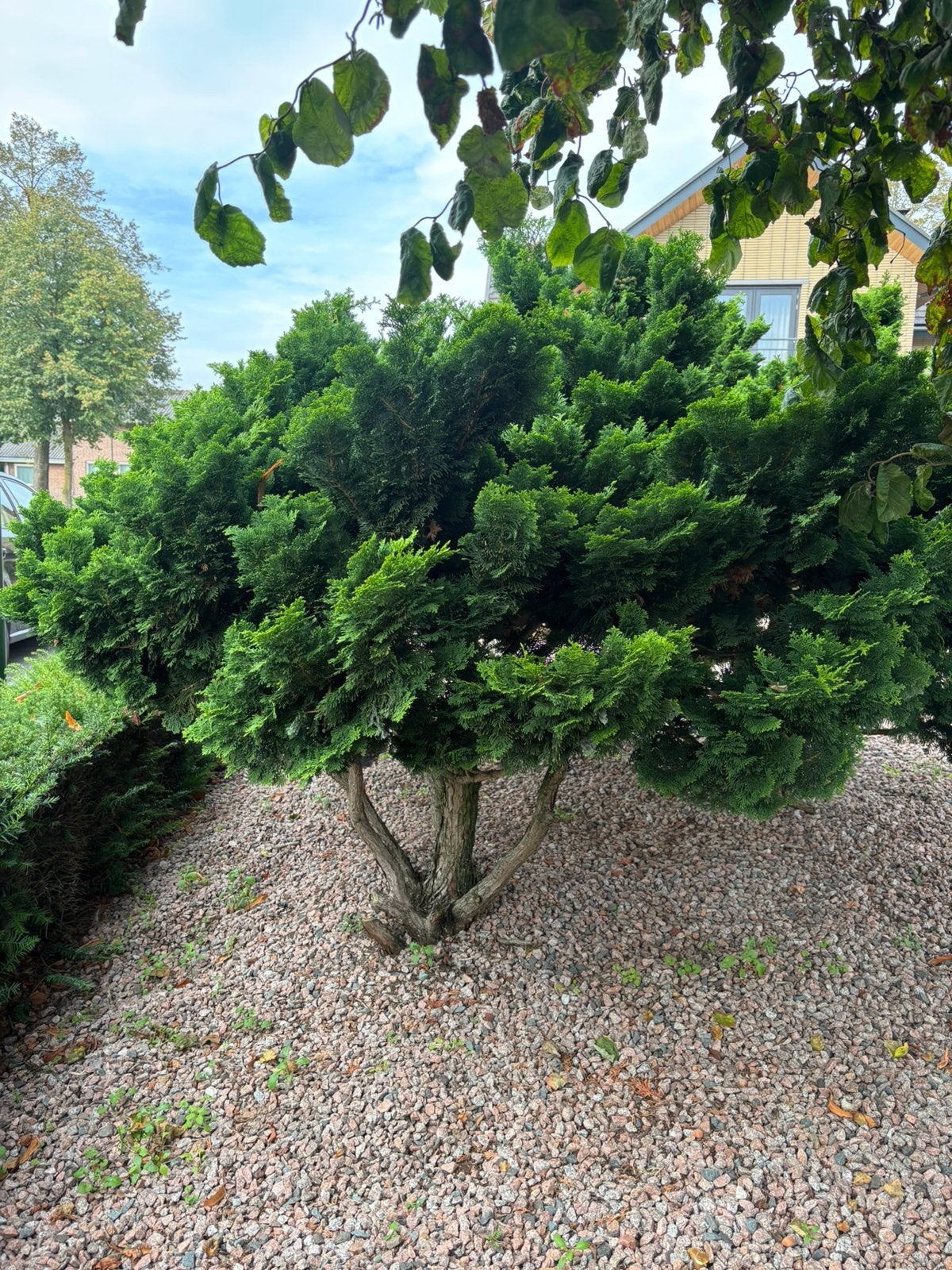 Vormsnoei coniferen Chamaecyparis obtusa ‘Nana Gracilis’, Ophalen, Bloeit niet, Halfschaduw, Overige soorten