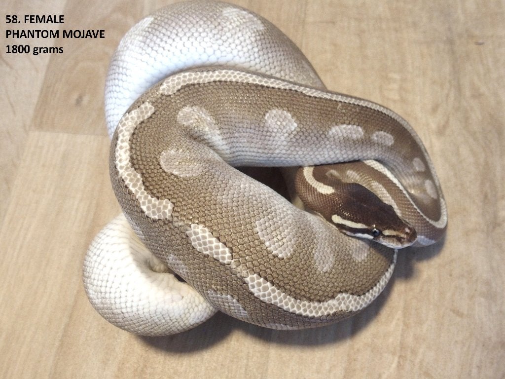 Koningspythons halfwas en volwassen kweekdieren deel 3 Ball Python photo 10