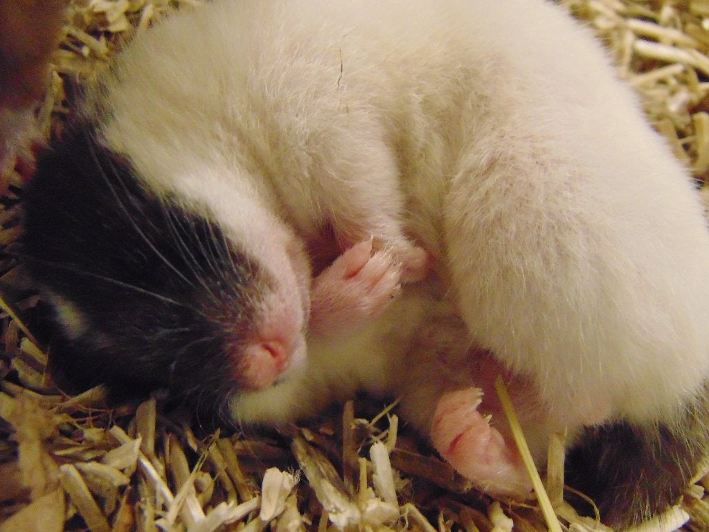 Hamsters in Assen!, Dieren en Toebehoren, Hamster, Juli, Meerdere dieren, Tam