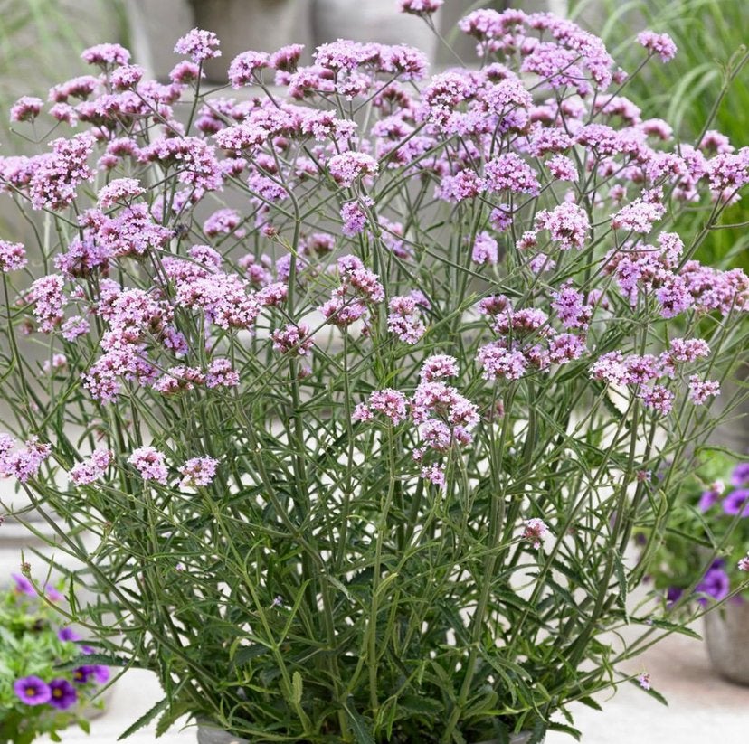 Tuinplanten - Verbena B. Lollipop - Dwerg - Chemievrij - P9, Tuin en Terras, Overige soorten, Volle zon, Vaste plant, Ophalen of Verzenden