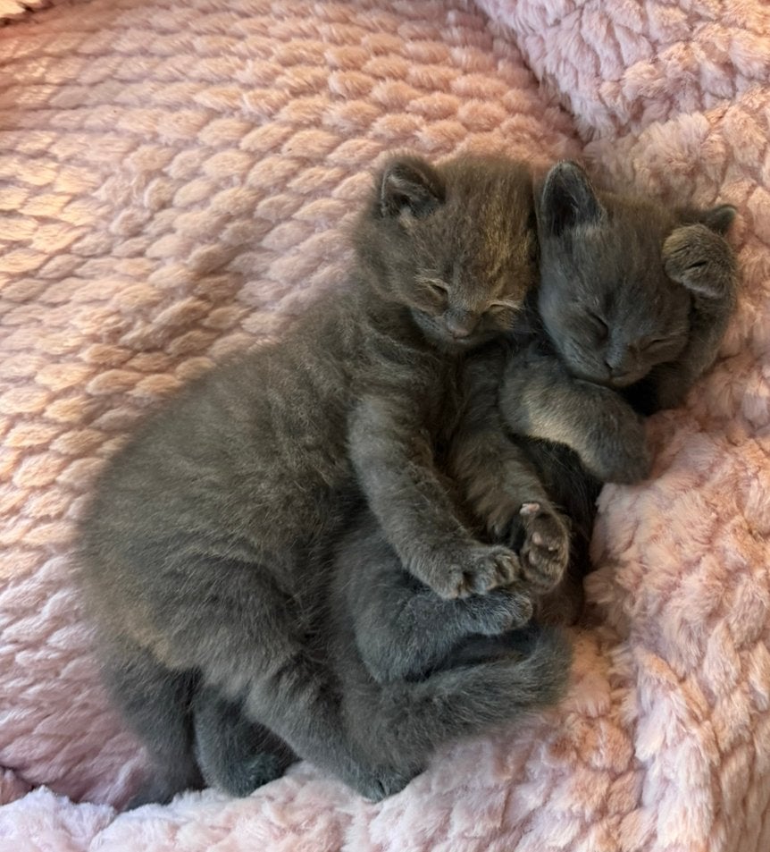 X Ragdoll kittens ️, Meerdere dieren, Ontwormd, 0 tot 2 jaar