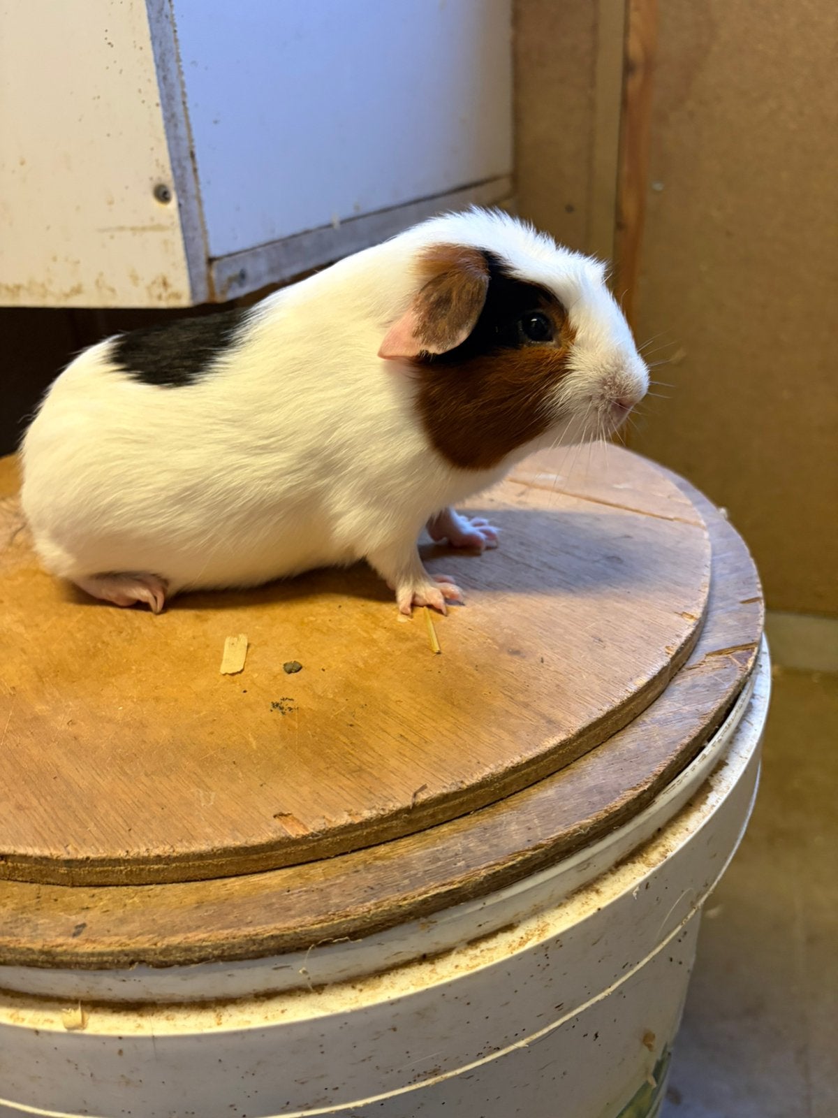 Engels gekruind beertje, Dieren en Toebehoren, Juli, Mannelijk, Cavia